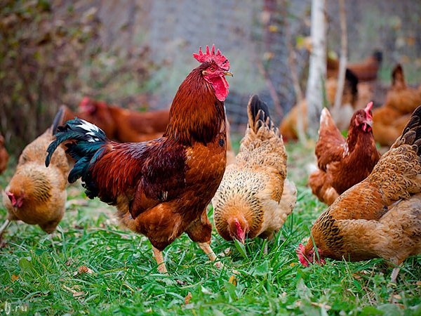 Породы куриц | ЗооТом - продажа, вязка и услуги для животных в Благодарном