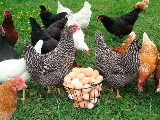 Содержание кур и уход за ними | ЗооТом - продажа, вязка и услуги для животных в Благодарном