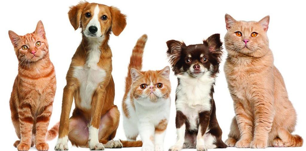 Доска объявлений о животных | ЗооТом - продажа, вязка и услуги для животных в Благодарном