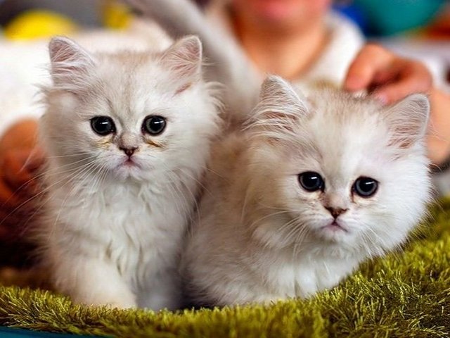 Породы кошек в Благодарном | ЗооТом портал о животных