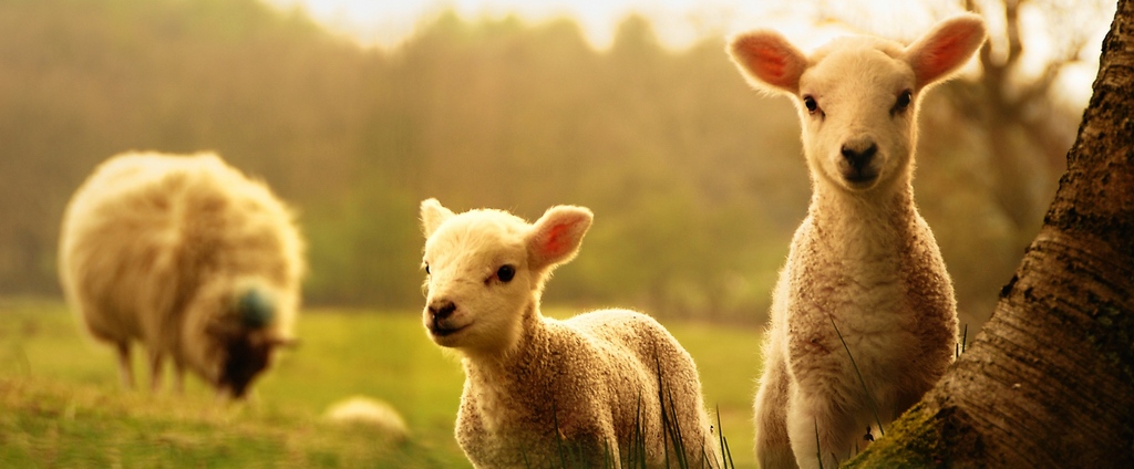 Объявления о сельскохозяйственных животных | ЗооТом - продажа, вязка и услуги для животных в Благодарном