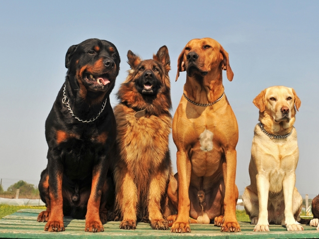 Крупные породы собак в Благодарном | ЗооТом портал о животных