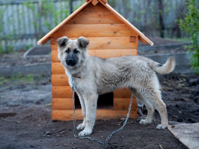 Все о собаках в Благодарном